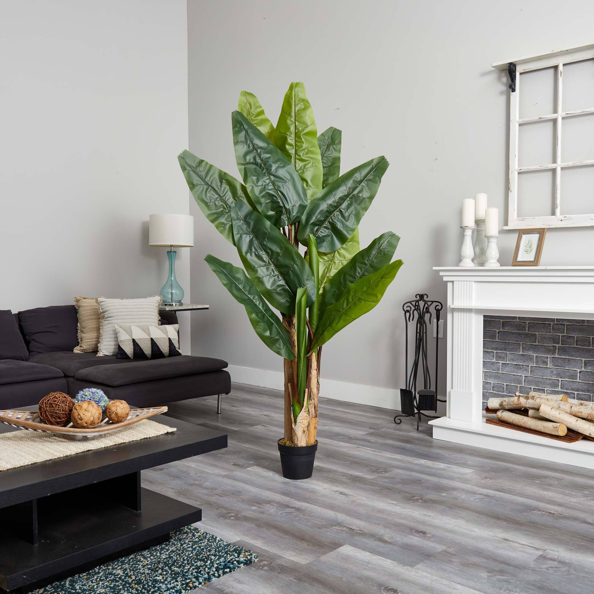 6ft. Potted Triple Stalk Banana Tree